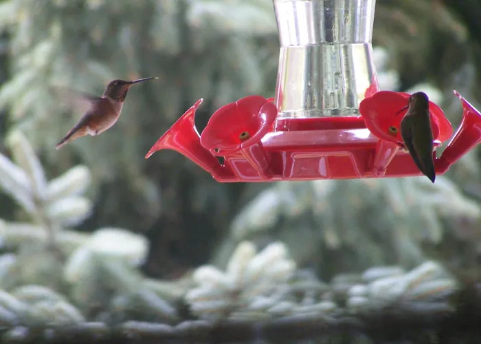 Hummingbird Guesthouse