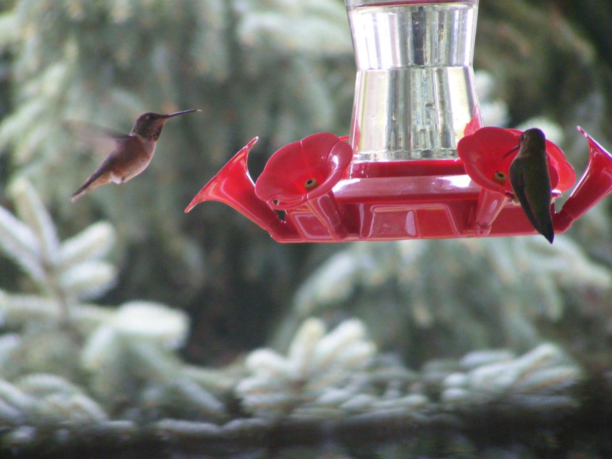 Hummingbird Port Alberni